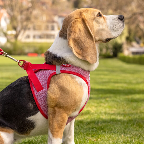 Σαμαράκι Curli Merino