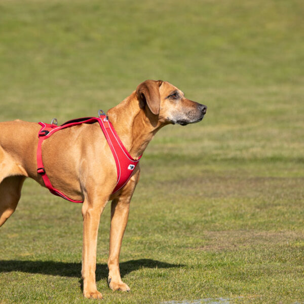 Σαμαράκι CURLI Belka Comfort Harness