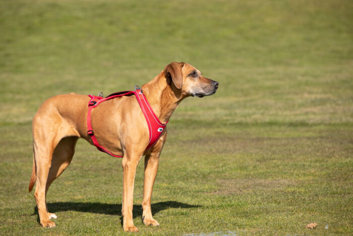 Σαμαράκι CURLI Belka Comfort Harness