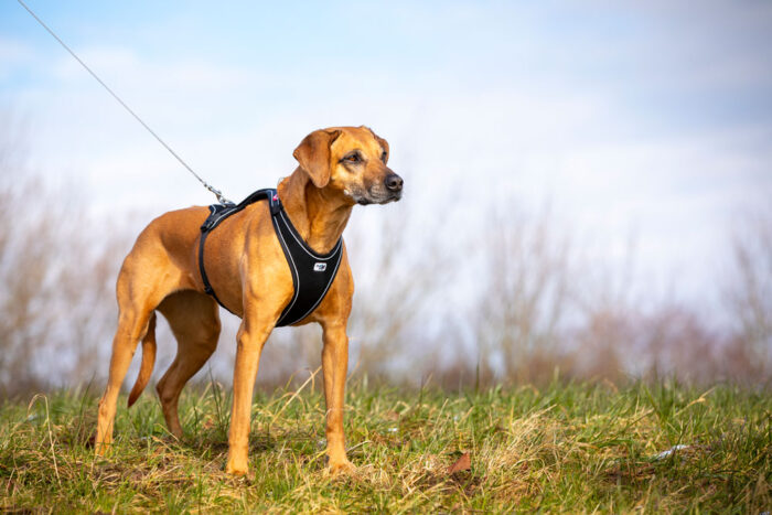 Σαμαράκι CURLI Belka Comfort Harness - Image 4