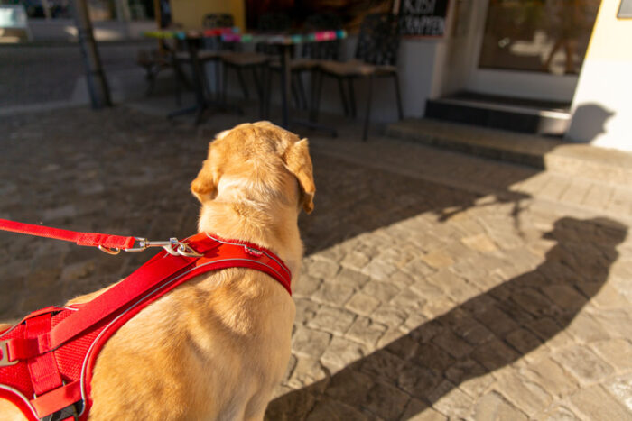 Σαμαράκι CURLI Belka Comfort Harness - Image 10