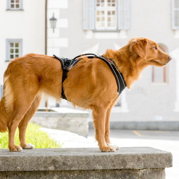 Σαμαράκι CURLI με μαγνήτη Magnetic Belka Comfort Harness