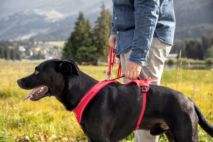 Σαμαράκι CURLI Belka Comfort Harness - Image 2