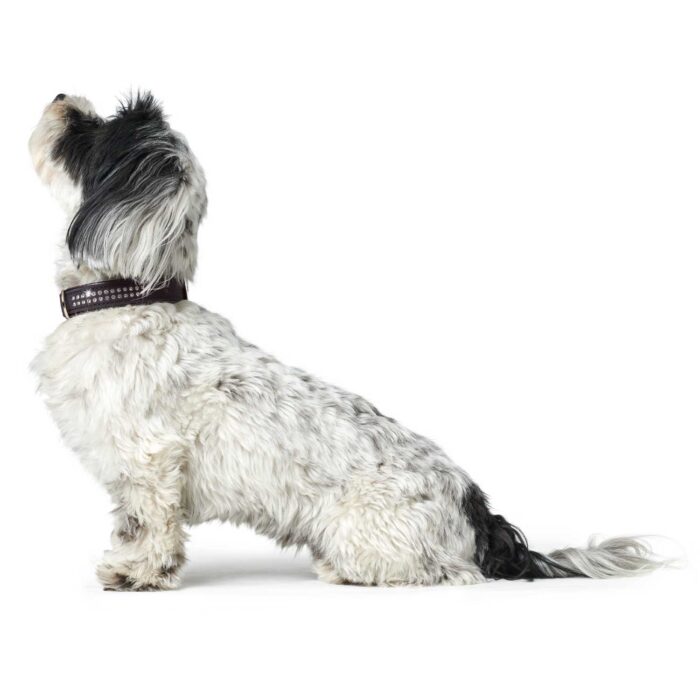 Περιλαίμιο HUNTER Softie Deluxe Collar SWAROVSKI 40 - Image 2