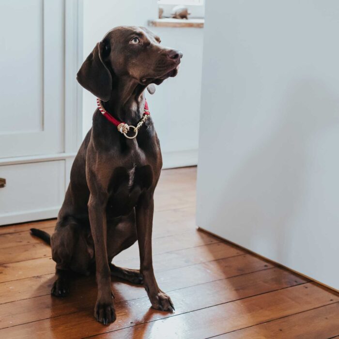 Περιλαίμιο Hunter Collar Tinnum - Image 8