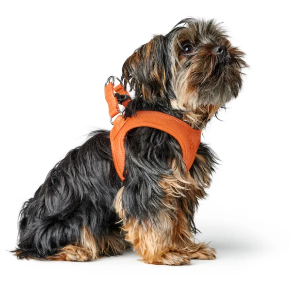 Δερμάτινο Σαμαράκι Hunter Harness Geschirr Hilo