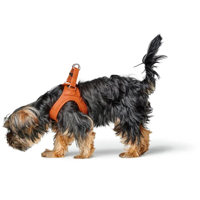 Δερμάτινο Σαμαράκι Hunter Harness Geschirr Hilo - Image 8