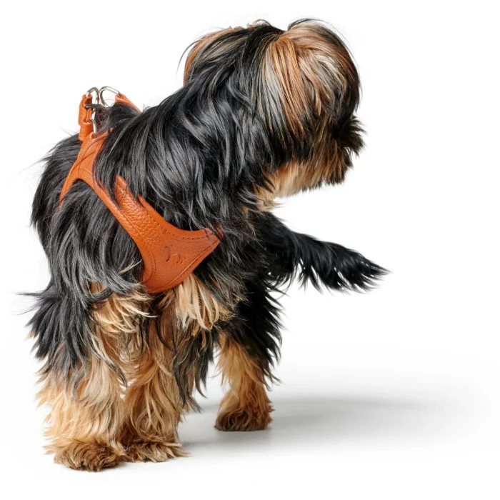 Δερμάτινο Σαμαράκι Hunter Harness Geschirr Hilo - Image 6