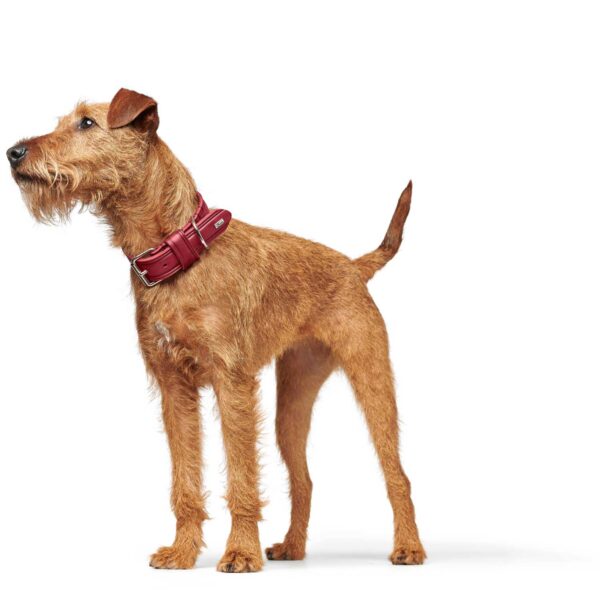 HUNTER δερμάτινο κολάρο Aalborg Rustica