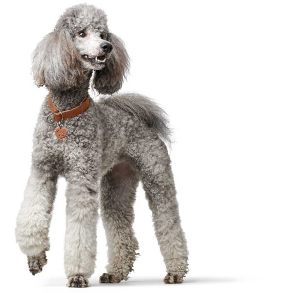 Περιλαίμιο HUNTER D - Halsung Aalborg