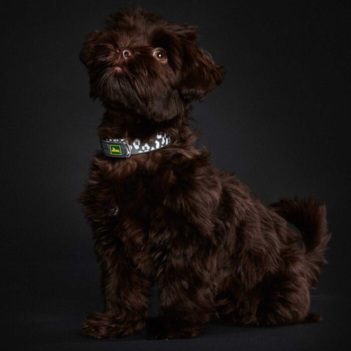 Περιλαίμιο Hunter Collar Convenience Reflect Glow Γκρι - Image 2