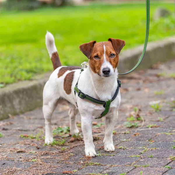 Σαμαράκι FERPLAST Daytona Deluxe P