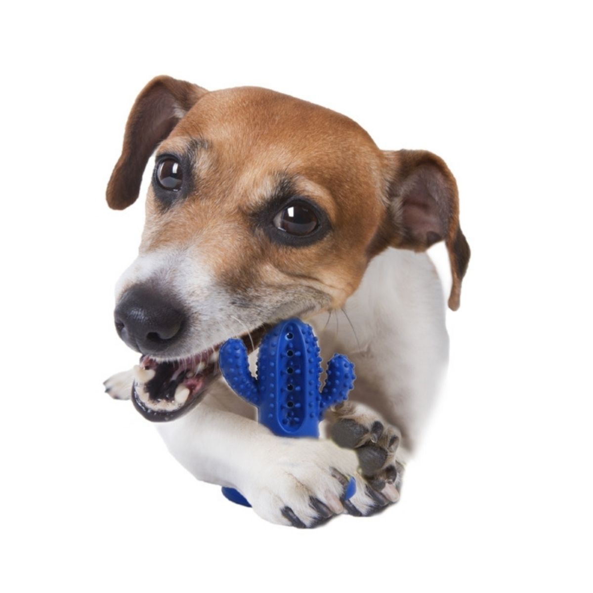 Παιχνίδι οδοντικής φροντίδας AFP Dental Cactus - Image 3