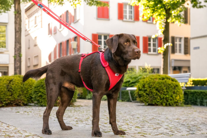 Σαμαράκι CURLI Belka basic harness