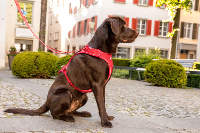 Σαμαράκι CURLI Belka basic harness - Image 8
