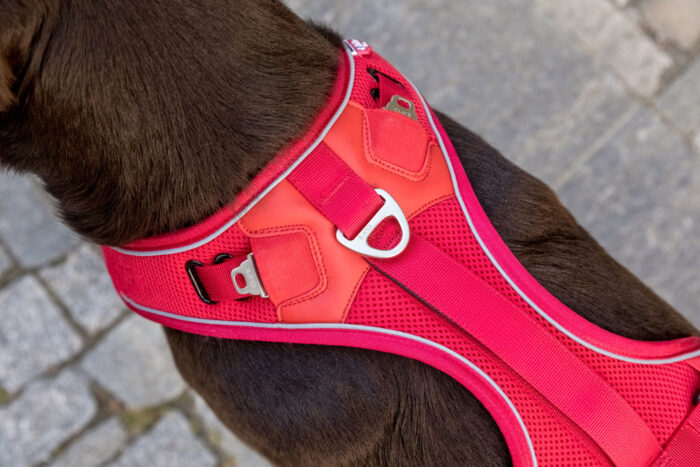 Σαμαράκι CURLI Belka basic harness - Image 7
