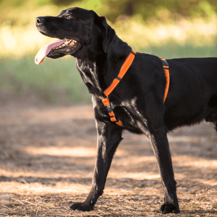 Σαμαράκι ROGZ Utility classic harness
