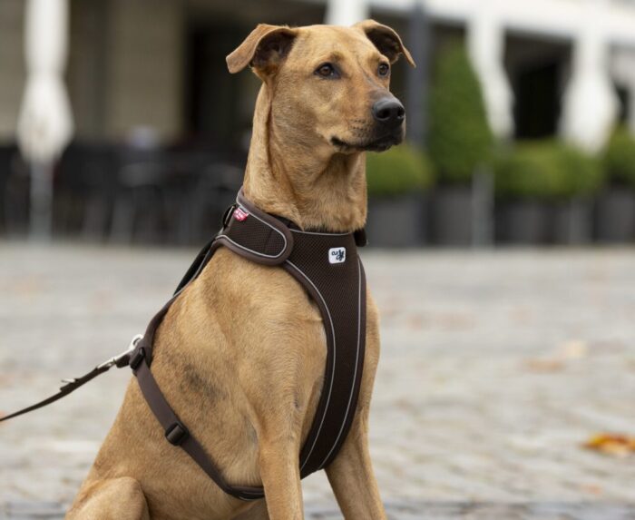 Σαμαράκι CURLI Belka basic harness - Image 3