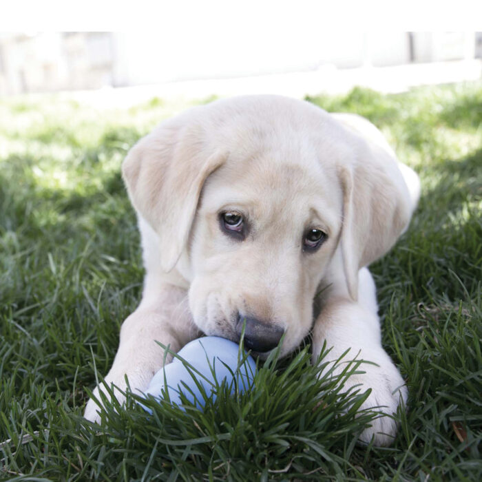 Λιχουδιές παιχνιδιών KONG Snacks Natural Puppy recipe - Image 6