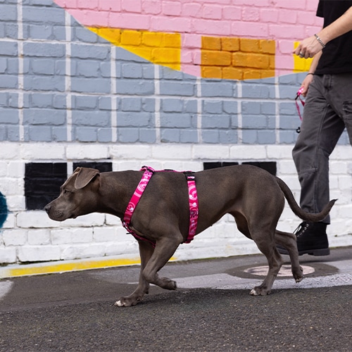 Σαμαράκι σκύλου ROGZ Fusion classic harness pink paw - Image 2