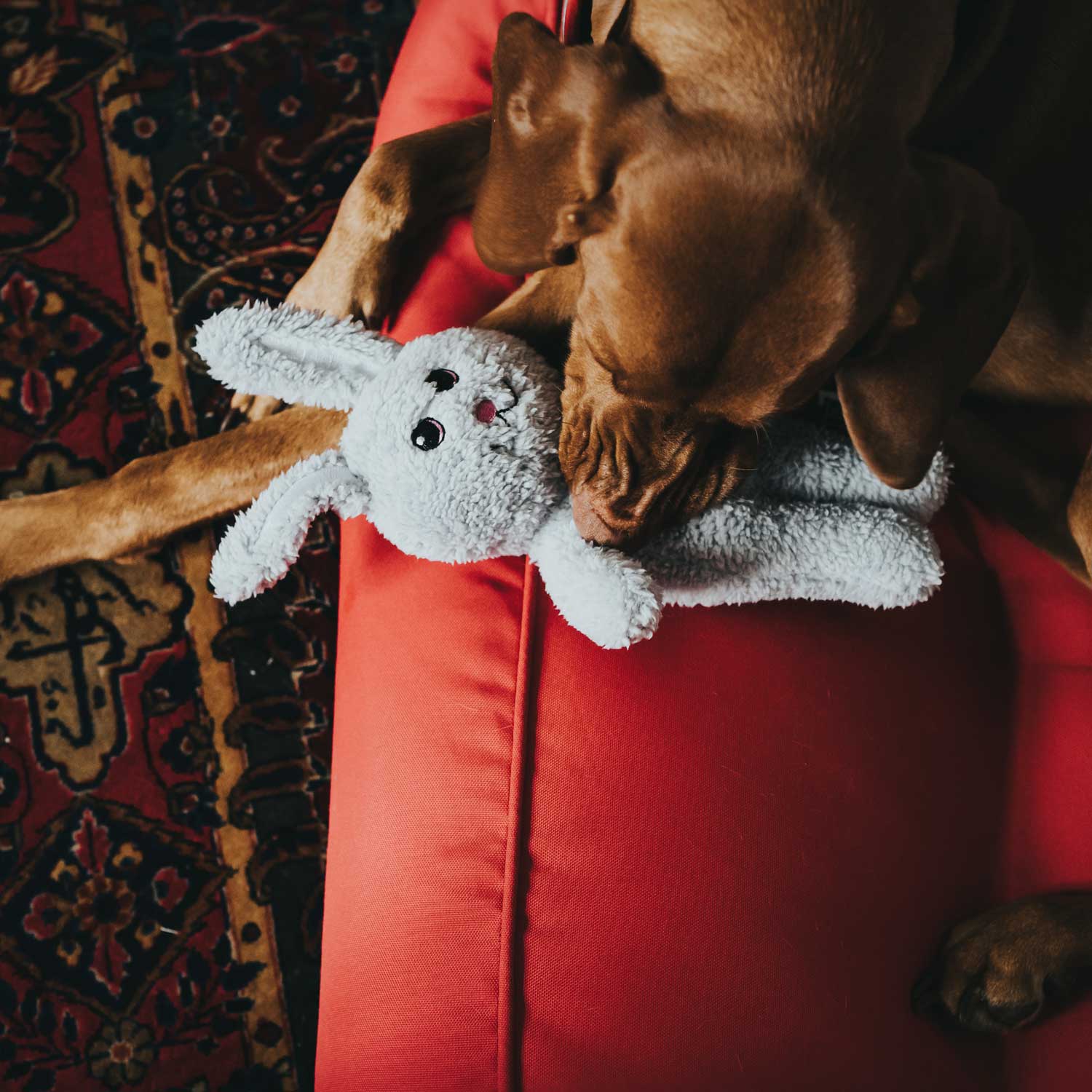 Παιχνίδι σκύλου HUNTER Terni Rabbit - Image 2