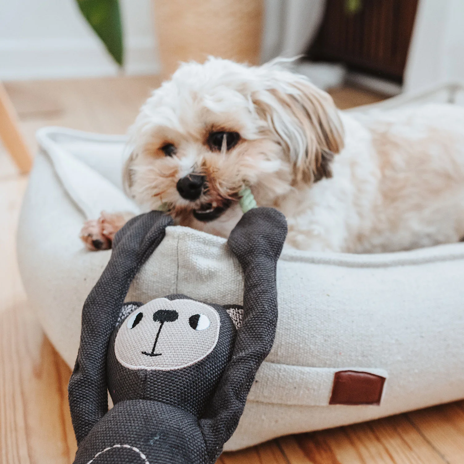 Παιχνίδι σκύλου HUNTER Rio Monkey - Image 4