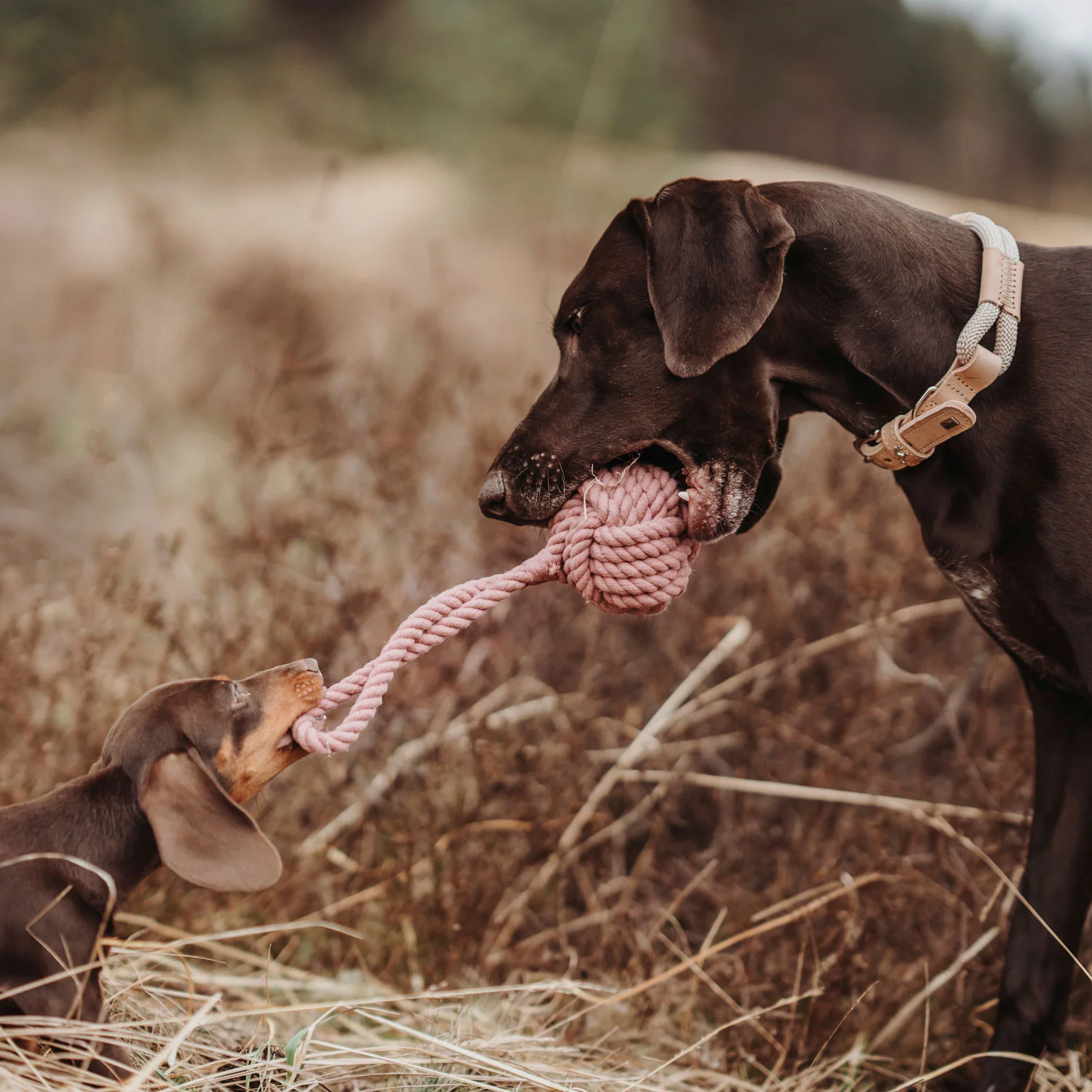 Παιχνίδι σκύλου HUNTER Inari - Image 7