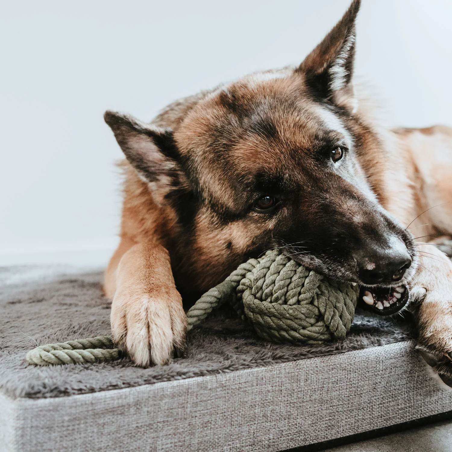 Παιχνίδι σκύλου HUNTER Inari - Image 12