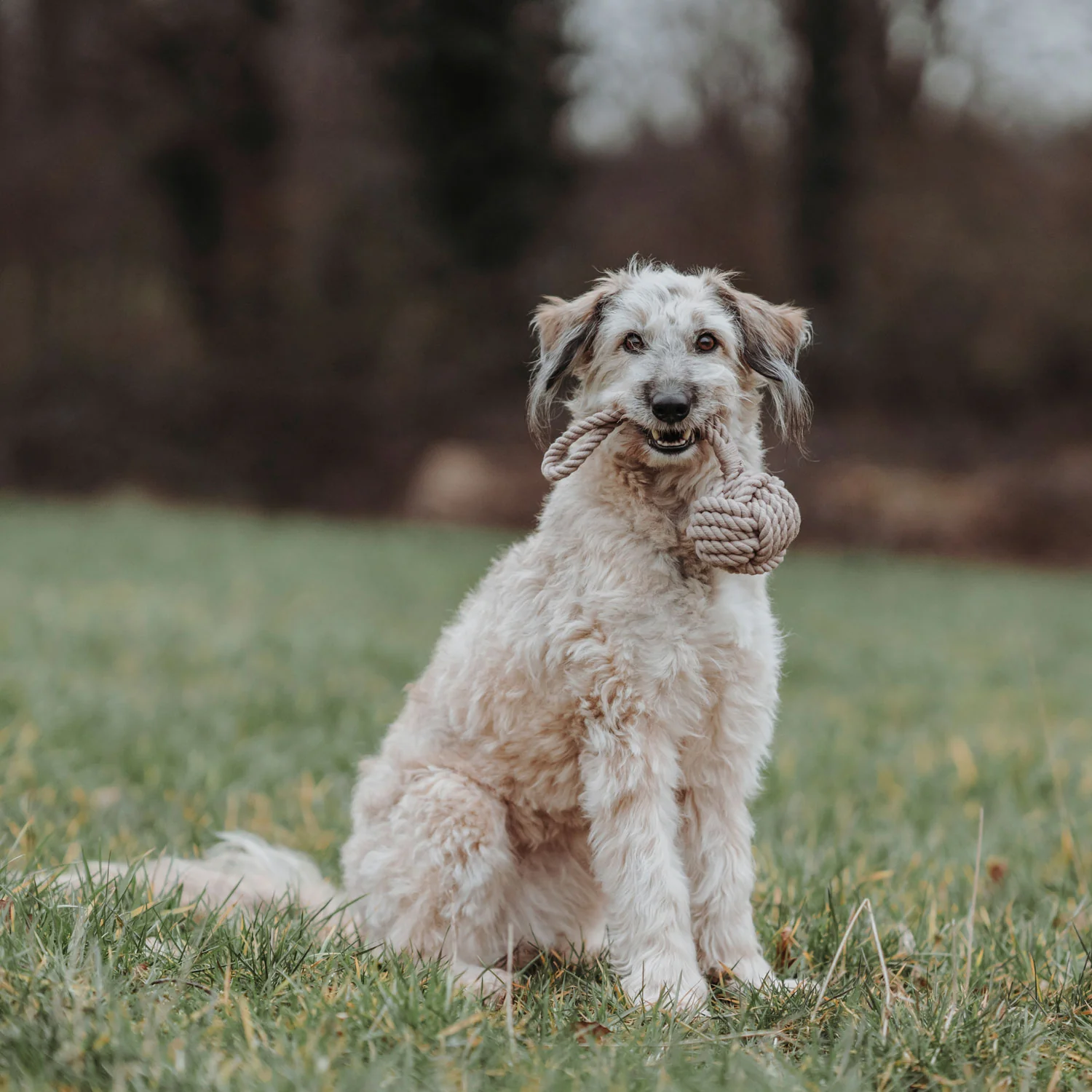 Παιχνίδι σκύλου HUNTER Inari - Image 9