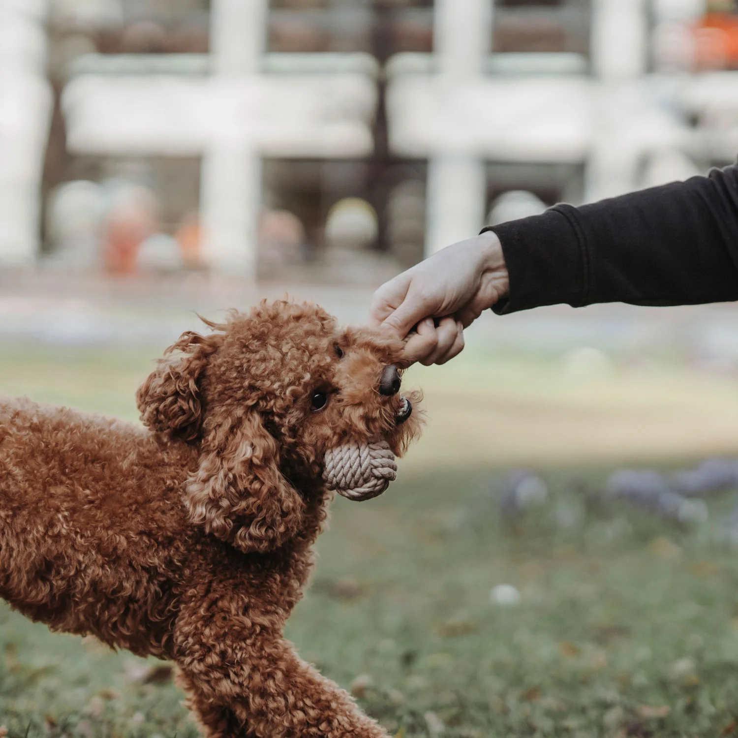 Παιχνίδι σκύλου HUNTER Inari - Image 8