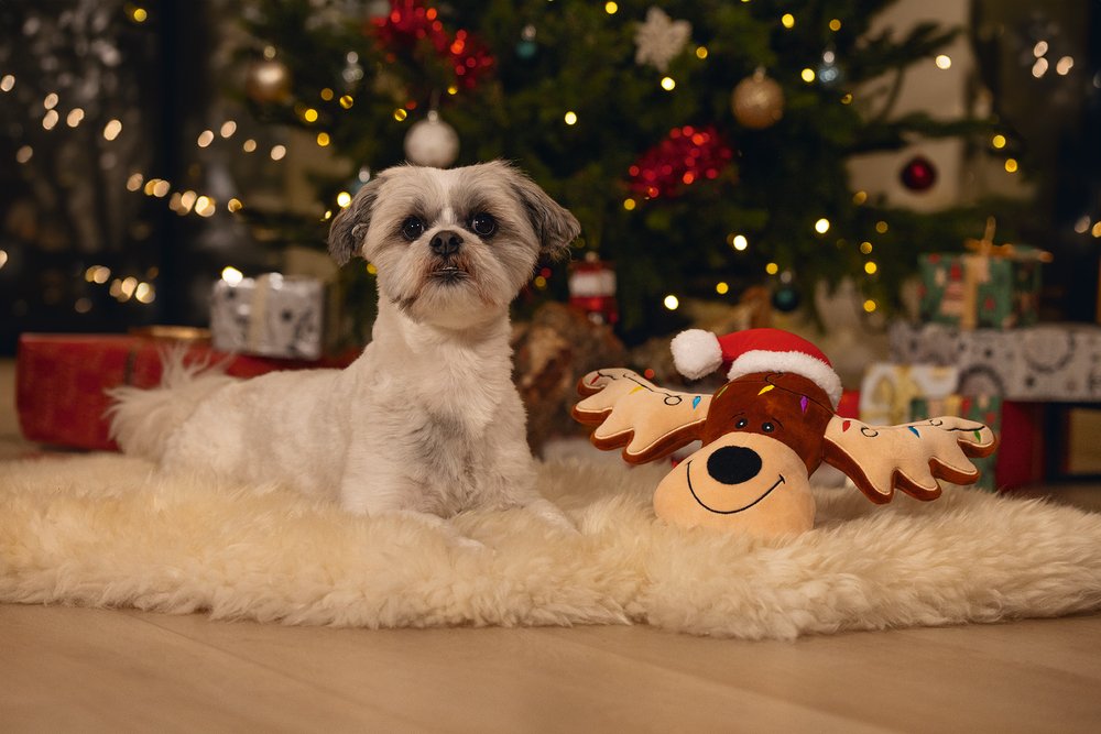 Χριστουγεννιάτικο παιχνίδι σκύλου BEEZTEES Rudolph - Image 2