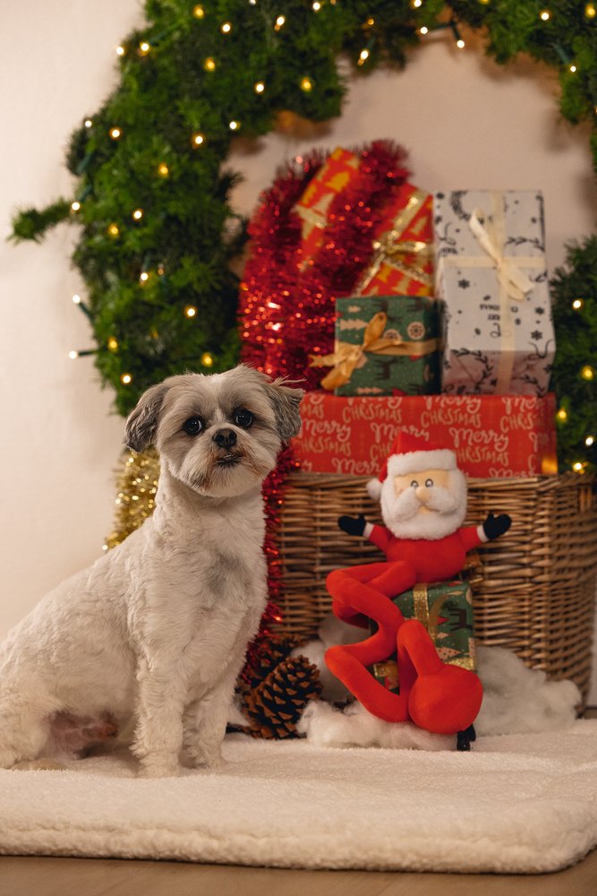 Χριστουγεννιάτικο παιχνίδι σκύλου BEEZTEES Άγιος Βασίλης - Image 5