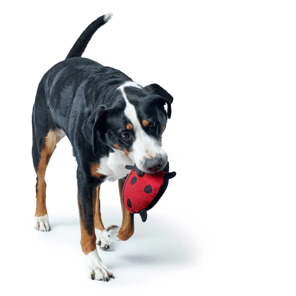 Παιχνίδι σκύλου HUNTER Florenz Marienkafer - Image 2