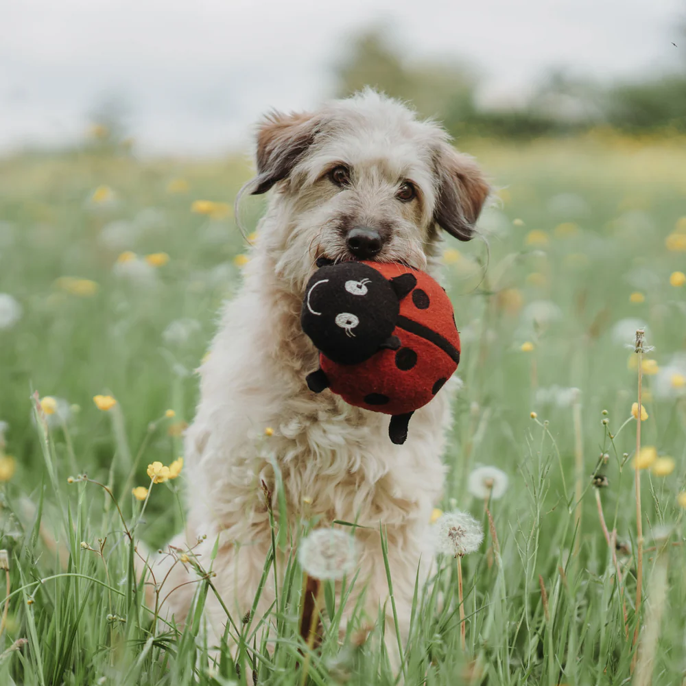 Παιχνίδι σκύλου HUNTER Florenz Marienkafer - Image 3
