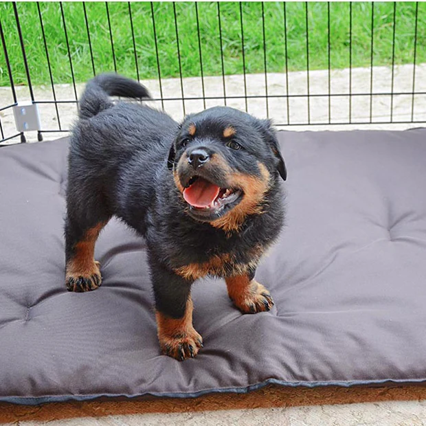 Πάρκο εκπαίδευσης σκύλων FERPLAST Dog training - Image 5