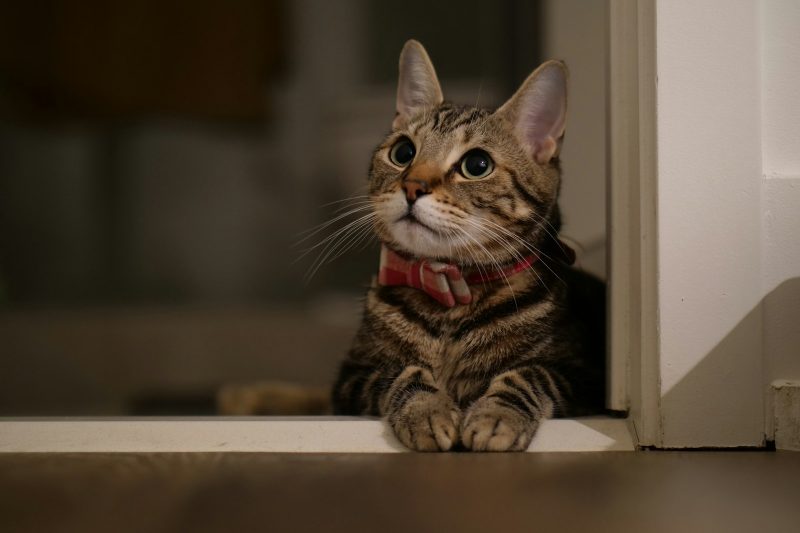 brown tabby cat on white wooden table
