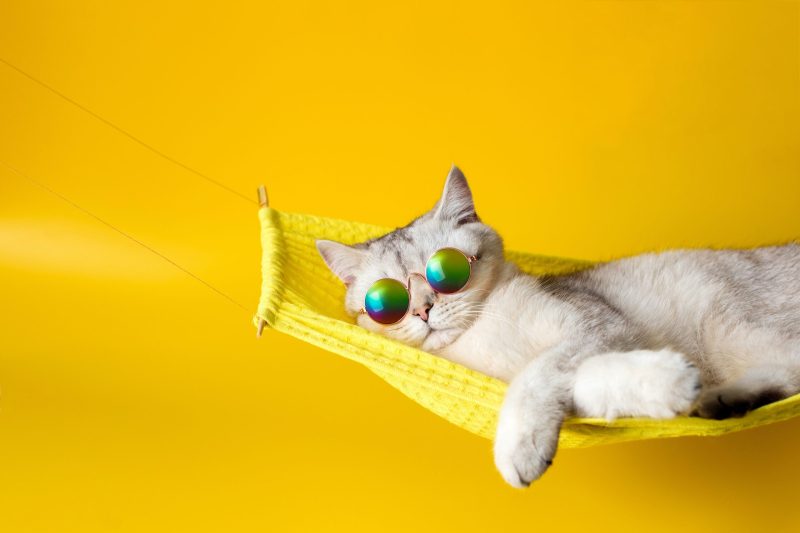 Cute white british cat wearing sunglasses on yellow fabric hammock, isolated on yellow background. Close up. Copy space (Cute white british cat wearing sunglasses on yellow fabric hammock, isolated on yellow background. Close up. Copy space, ASCII, 12