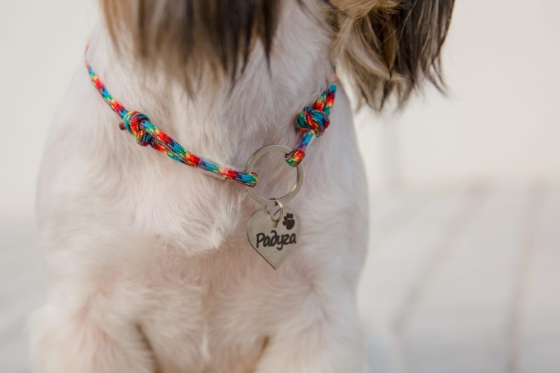dog-with-id-tag-close-up-of-a-dog-wearing-collar-2022-08-16-00-41-23-utc